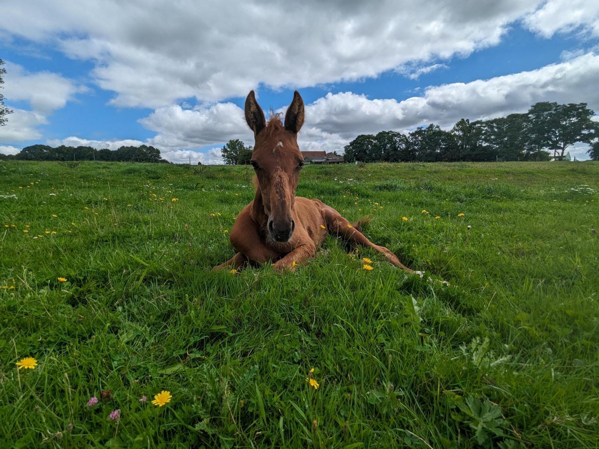 ホテル Le Haras D Havetot アンクトヴィル エクステリア 写真
